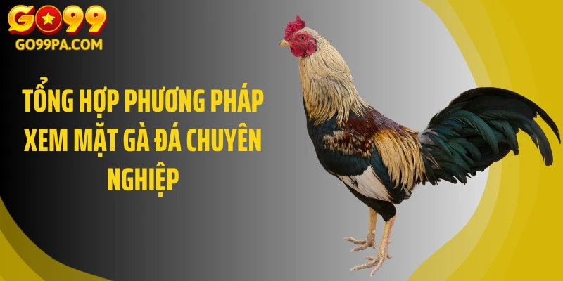 Tổng hợp phương pháp xem mặt gà đá chuyên nghiệp