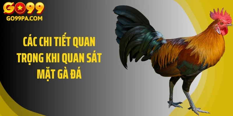 Các chi tiết quan trọng khi quan sát mặt gà đá