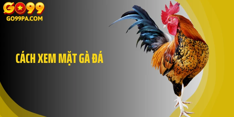 Cách Xem Mặt Gà Đá: Nhìn Một Lần Biết Ngay Chiến Kê Đỉnh