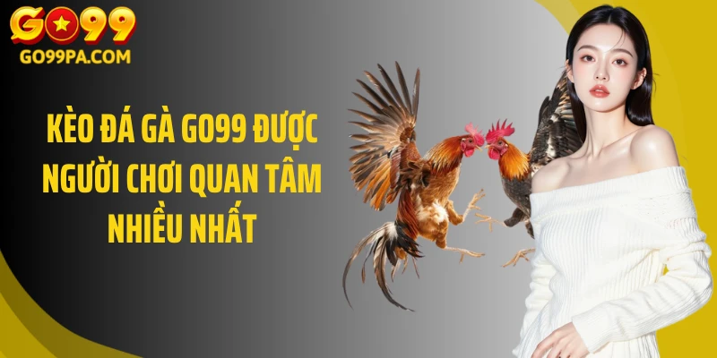 Kèo đá gà GO99 được người chơi quan tâm nhiều nhất
