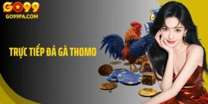 Trực Tiếp Đá Gà Thomo: Trải Nghiệm Lý Tưởng Khi Đến Với Go99