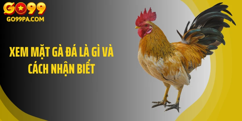 Xem mặt gà đá là gì và cách nhận biết